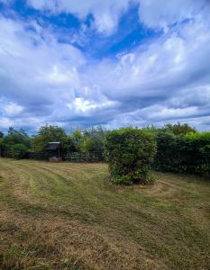 a field with a bush in the middle of it at Iona in Blessington