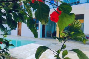 eine Pflanze mit einer roten Blüte neben einem Schwimmbecken in der Unterkunft Sabali Lodge, Zanzibar in Jambiani