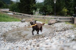 a dog running in the water with a frisbee in its mouth at Appartments Bergland an der Brunnachbahn in Bad Kleinkirchheim