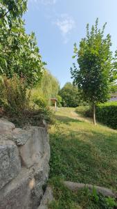 a tree in a field next to a stone wall at Ferienwohnung am Rebhang in Sasbachwalden
