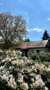 a field of white flowers in front of a house at Bungalow am Nussbaum in Olbersdorf