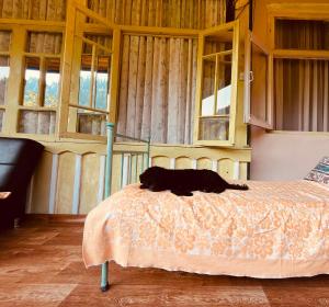 a black cat laying on a bed in a room at Beghela in Glola +5 photos