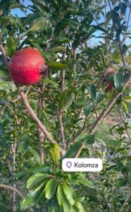 a pomegranate is hanging from a tree at Cottage Kolomza in Ulcinj +5 photos