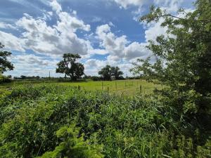 a field of grass with trees and a sky with clouds at Highlands in Pinchbeck +6 photos