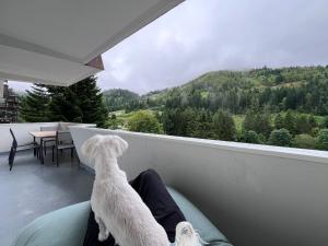 a white dog standing on a persons lap on a balcony at Le Balcon - La Bresse in La Bresse +21 photos
