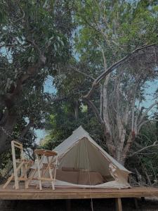 a tent and two chairs on a wooden platform under a tree at BajaRoots Glamping in San José del Cabo