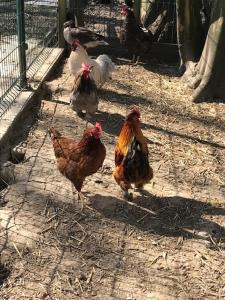 a group of chickens walking around in a pen at Les Cabanes de Warincthun in Audinghen +3 photos
