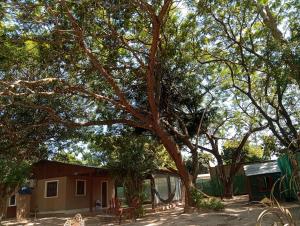 a house under a tree next to a building at Cabaña La Churra in Corrientes