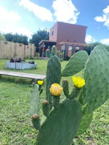 a green cactus with yellow flowers in a yard at Tiny House Marencalma in Santa Clara del Mar +27 photos