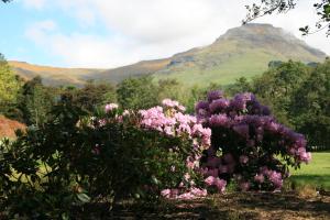 a bush of flowers with a mountain in the background at Cath's cottage in Diamond Harbour +3 photos