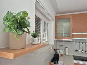 a potted plant sitting on a counter in a kitchen at Sunlit Lugano & Parking Free in Massagno +19 photos