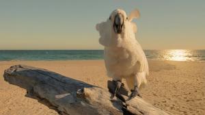 a white bird sitting on a piece of wood on the beach at Samadhi by the Venus Project in Ranna