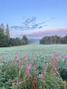 a field of grass with pink flowers in the foreground at Sanda Camping og Hytteutleie in Øvrebø