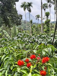a field of red flowers with palm trees in the background at Kanthanpara mist stay in Meppādi