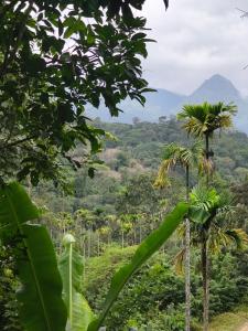 a view of a forest with palm trees and mountains at Kanthanpara mist stay in Meppādi
