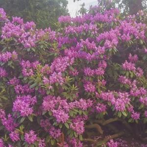 Ảnh trong thư viện ảnh của kærgård ở Bøvlingbjerg +25 ảnh