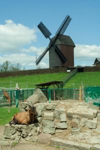 eine Kuh, die vor einer Windmühle liegt in der Unterkunft Parkhotel Marzahn in Berlin