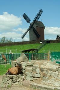 a cow laying down in front of a windmill at Parkhotel Marzahn in Berlin