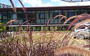 a field of tall grass in front of a building at Lilly Home in Campson