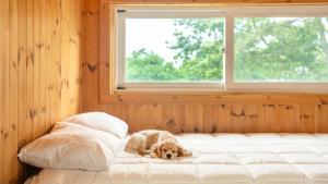 a dog laying on a bed under a window at boryeong hiddenvillage dokchae poolvilla in Boryeong