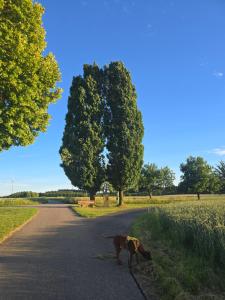 a dog standing on the side of a road at Haus Motorsport in Bad Saulgau