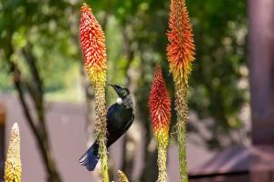 a bird sitting on top of some flowers at 5 o'clock somewhere in Masterton