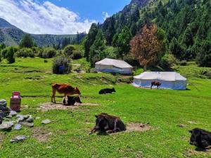 a group of cows laying in a field with tents at Hello Rakaposhi Camping Site in Gilgit