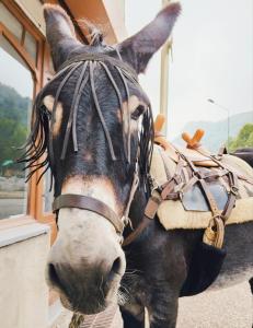a horse with a saddle on its face at Pyrenean Pursuits in Biert