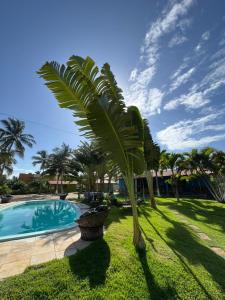 a palm tree next to a swimming pool at Pousada Maraí in Amontada +10 photos