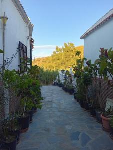 a walkway lined with potted plants next to a building at Casa Aguas Claras in Órgiva