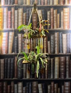 a book shelf filled with lots of books with potted plants at Avarest House BB Adults Only in Portrush