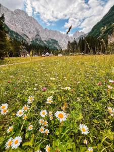 a field of flowers with mountains in the background at Tamar Mountain hut in Rateče