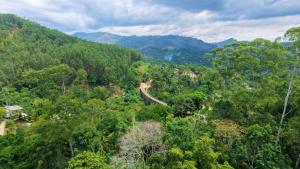 an overhead view of a forest with a dirt road at Blooming Hill Cabin Ella in Ella +25 photos