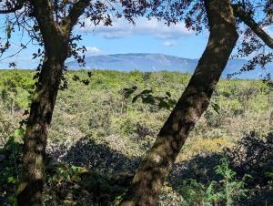 two trees in a field with mountains in the background at Grignan Glamping 2 -4 people exceptional view in Réauville
