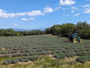 a tractor in a large field of plants at Grignan Glamping 2 -4 people exceptional view in Réauville