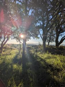 a group of trees with the sun shining through them at Grignan Glamping 2 -4 people exceptional view in Réauville +4 photos