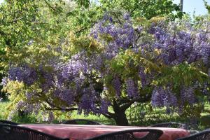 a tree with purple flowers on it at Apartment Burja with Olive Grove & Salt Pans View in Portorož