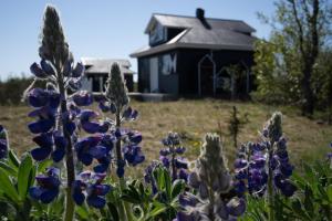 a field of purple flowers with a black house in the background at Solhaven in Selfoss +34 photos