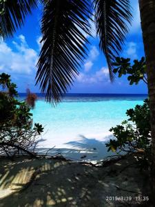 a view of a beach with blue water and a palm tree at South Ari Inn in Mandhoo