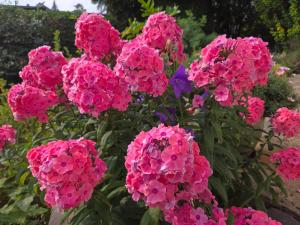 a bunch of pink flowers in a garden at 4 Sterne Souterrain Apartment Alt-Mariendorf in Berlin