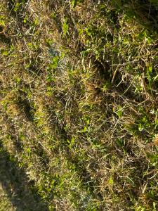 a pile of green plants on the ground at Saro in Lourdes