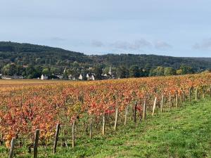 a field of red flowers in a vineyard at La Parenthèse Bourguignonne in Savigny-lès-Beaune
