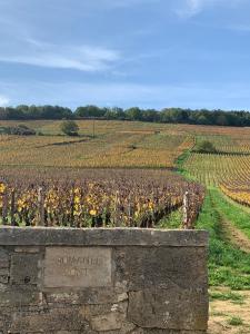 a stone wall in front of a field of sunflowers at La Parenthèse Bourguignonne in Savigny-lès-Beaune