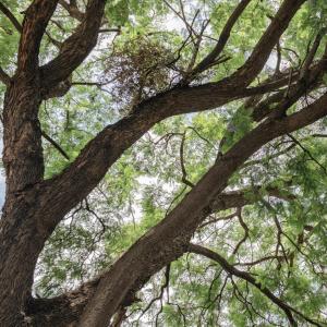 a close up of the branches of a tree at Casa Caballero y Osio in Querétaro