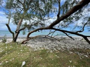 a tree on a beach with the ocean in the background at Fare Taitua in Papara