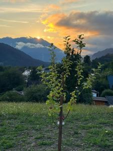 a tree in a field with the sunset in the background at Häuschen am Traunig in Hermagor +1 photo