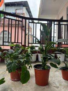 a group of potted plants sitting on a balcony at The Mirik Address in Mirik