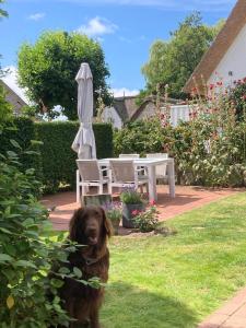 a brown dog sitting in the grass in a yard at Deichhof Whg Luana in Dunsum