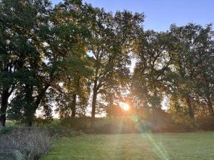 a group of trees in a field with the sun shining through at Fehntjer Ferienhof nahe Idasee in Ostrhauderfehn +1 photo