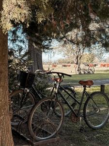 two bikes parked next to each other under a tree at Hostería Rural Les Aldudes in San Andrés de Giles